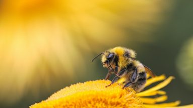 Abeille sur une fleur, exemple d’exposition pouvant déclencher une réaction allergique