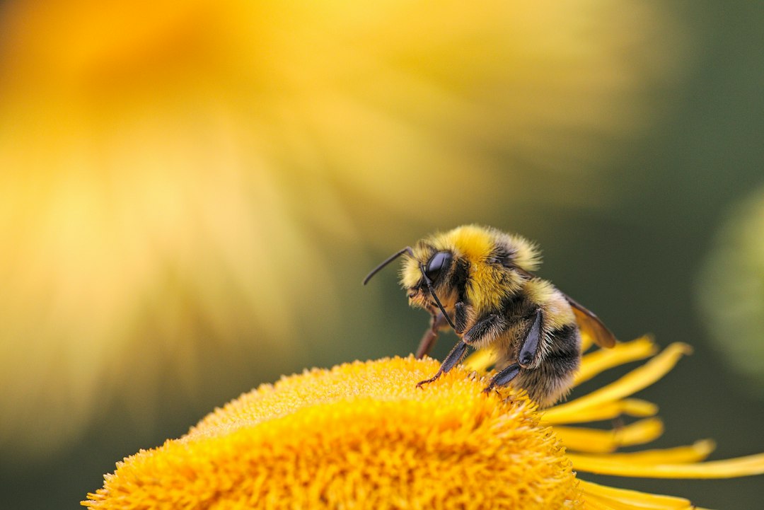 Anaphylaxie : reconnaître une réaction allergique grave et agir en ambulance